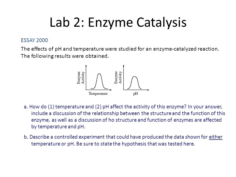Enzyme Catalysis Lab Report Paper